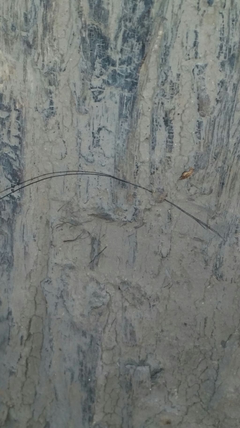 Opera del cinghiale?